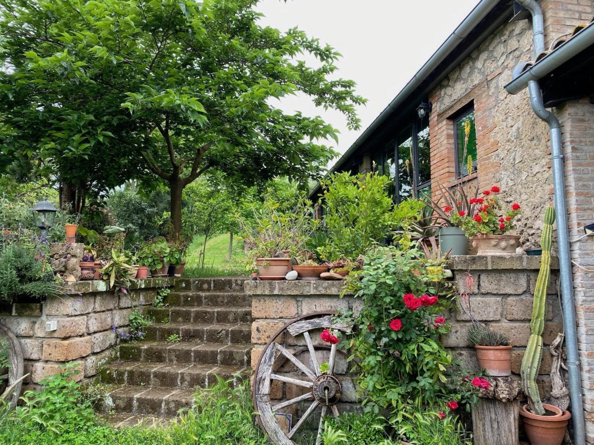 Podere Porcino Civitella dʼAgliano Exteriör bild