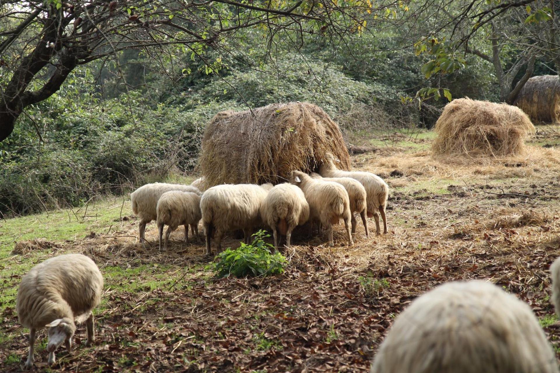 Podere Porcino Civitella dʼAgliano Exteriör bild