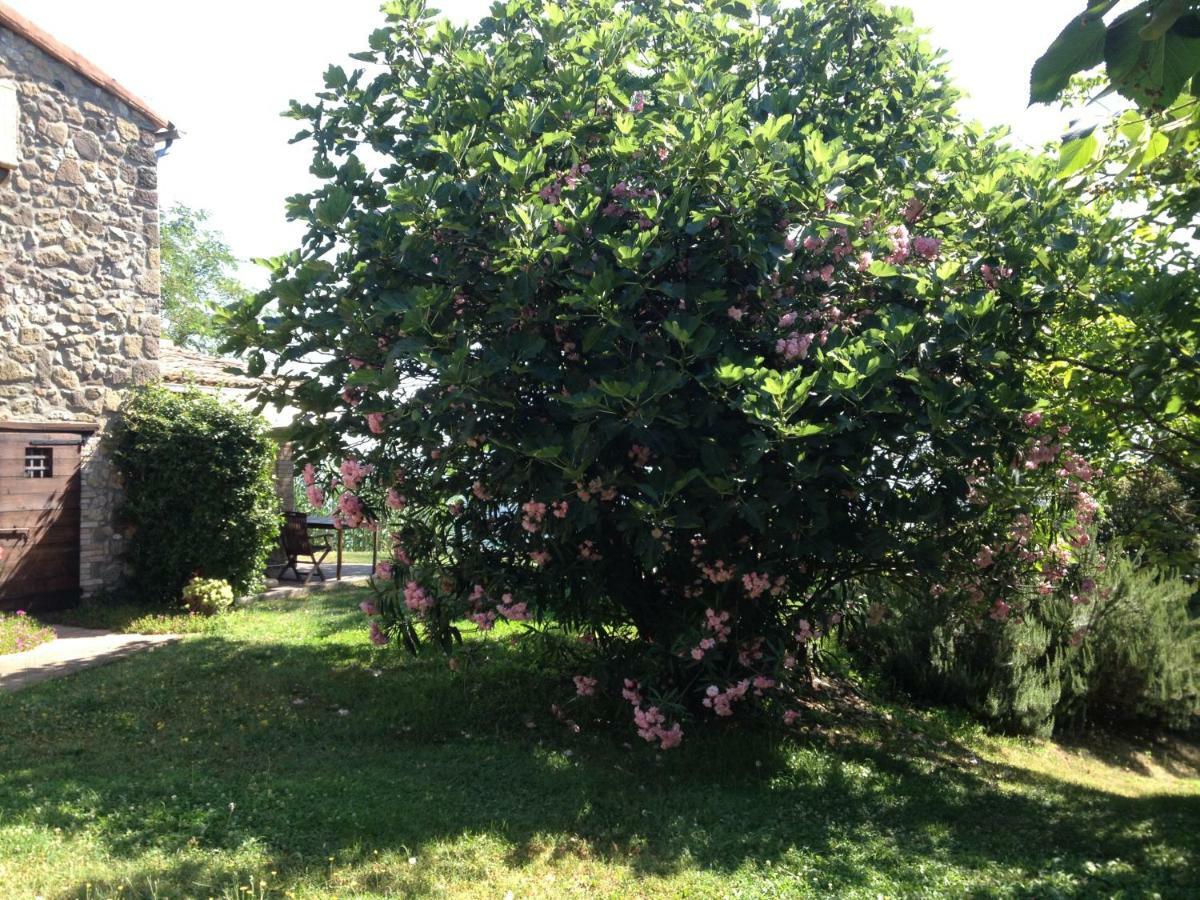 Podere Porcino Civitella dʼAgliano Exteriör bild